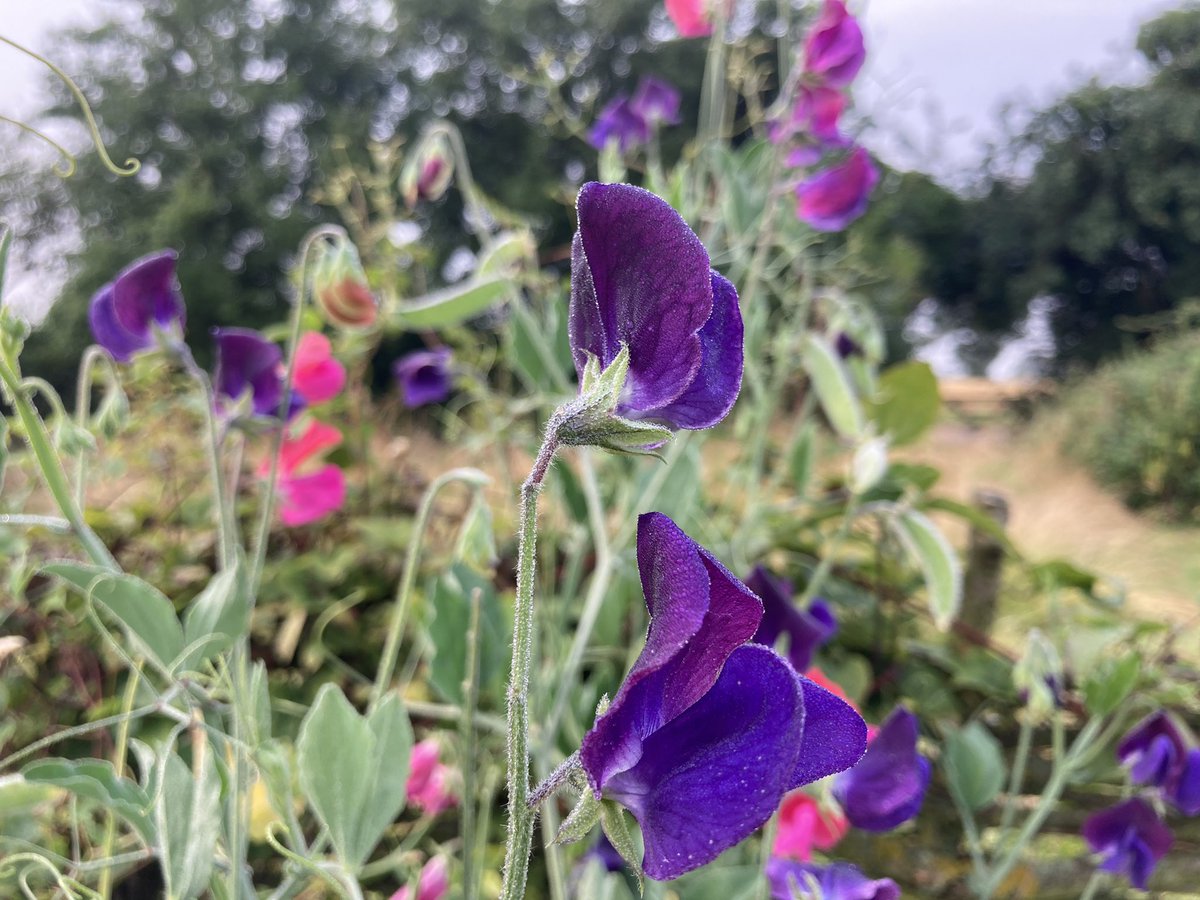 Peter Cook tweet media