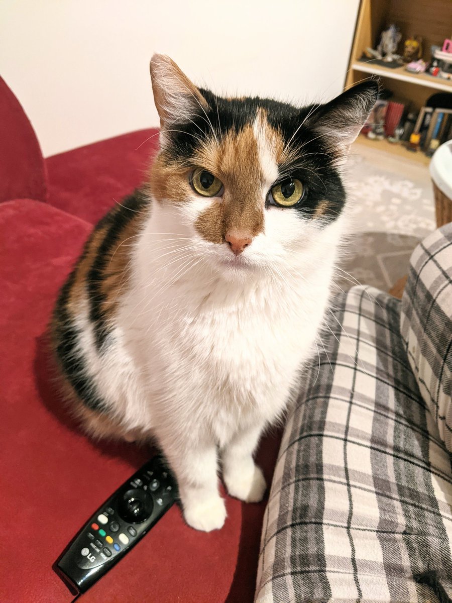 László Viktória 🐈 tweet media
