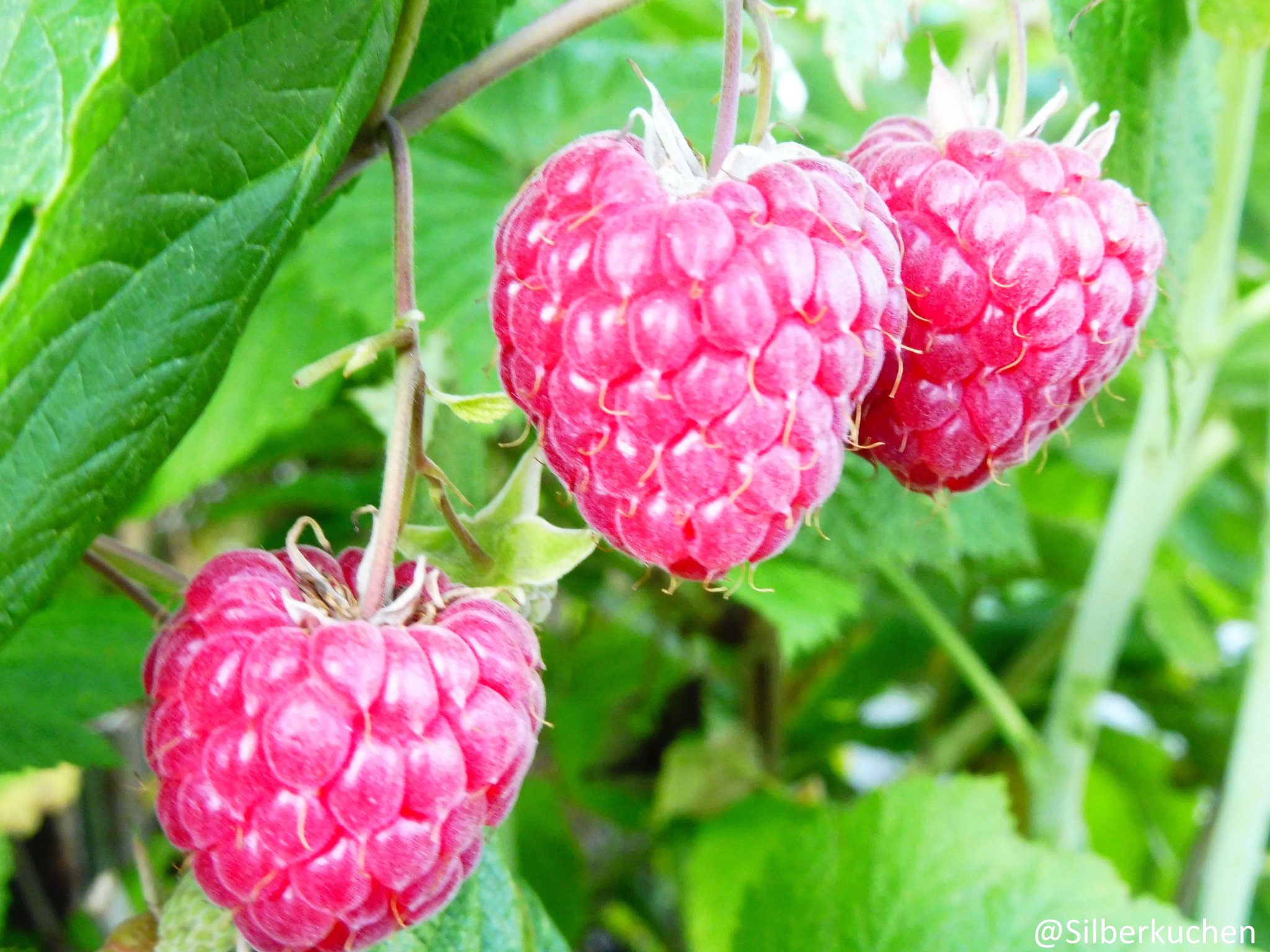 Silberkuchen on Twitter: &amp;quot;Die Königin der Beeren ! Wünsche euch einen ...