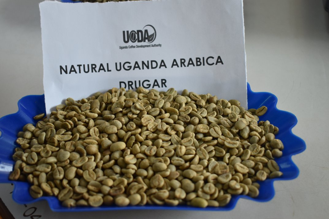 UgandaCoffee_'s tweet photo. #UCDA compiles a daily coffee market analysis report with indicative prices for diff categories of coffee. This week’s farmgate price range for:
1. FAQ is UGX 4,500 - 5,000
2. Kiboko UGX 2,200 - 2,500
3. Arabica Parchment UGX 6,500 - 7,200
4. Drugar Coffee/clean UGX 6,000 - 6,500 https://t.co/Cf6zhaRuGI