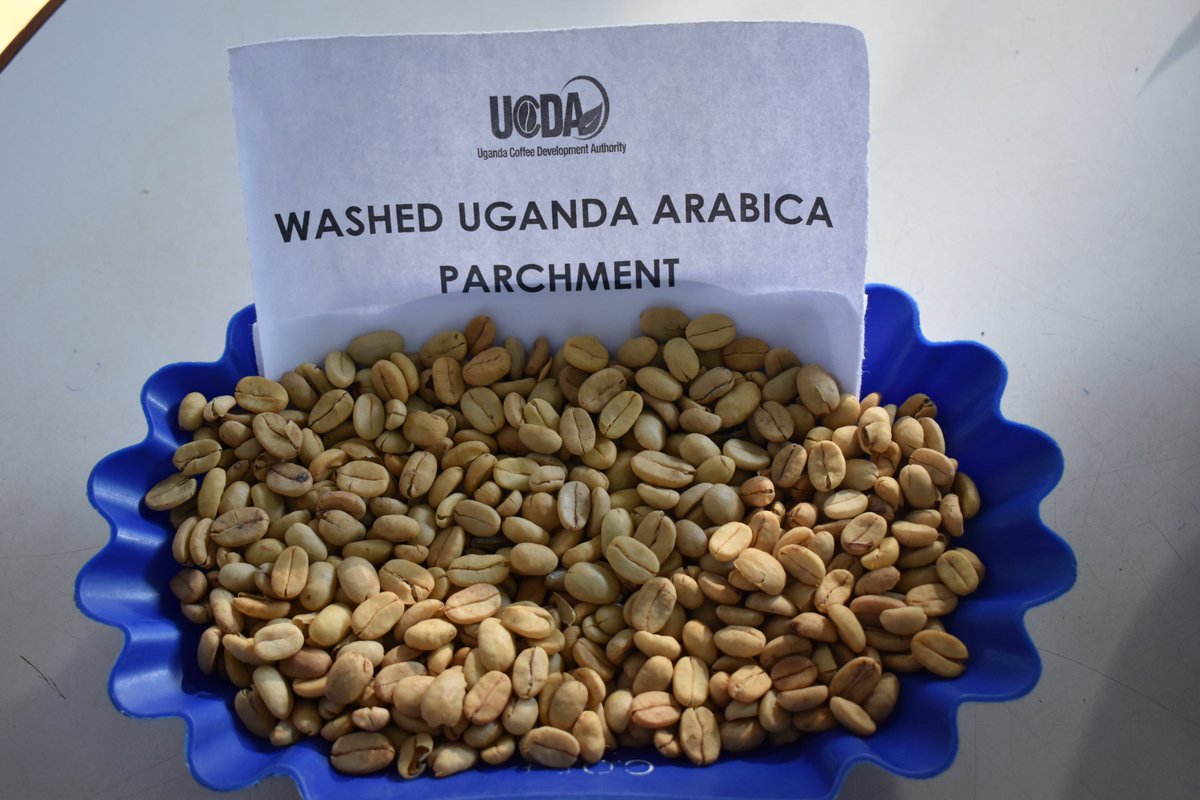 UgandaCoffee_'s tweet photo. #UCDA compiles a daily coffee market analysis report with indicative prices for diff categories of coffee. This week’s farmgate price range for:
1. FAQ is UGX 4,500 - 5,000
2. Kiboko UGX 2,200 - 2,500
3. Arabica Parchment UGX 6,500 - 7,200
4. Drugar Coffee/clean UGX 6,000 - 6,500 https://t.co/Cf6zhaRuGI
