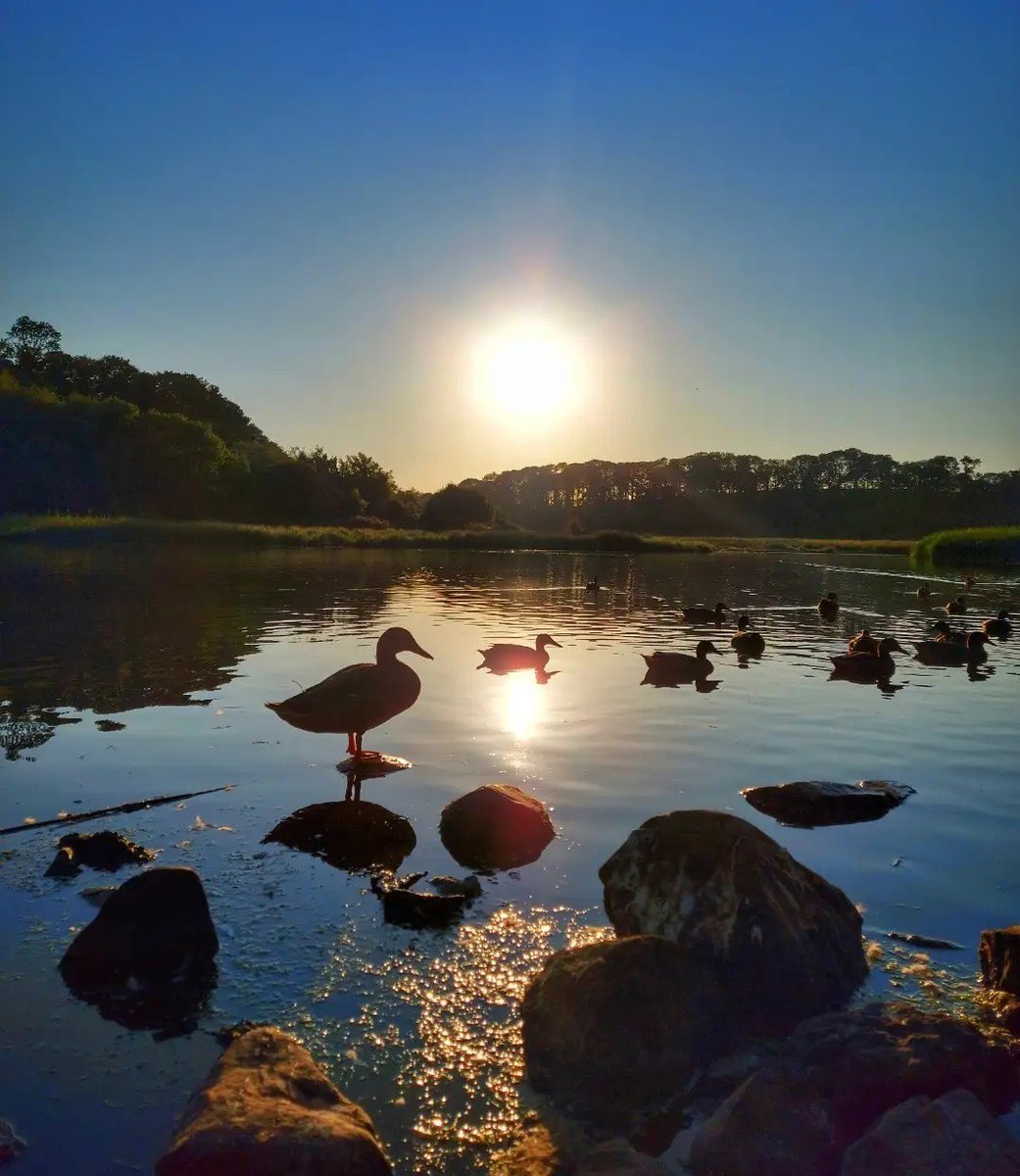 Bout_Yeh's tweet photo. SUNDOWN chilling.
Ducks heading west to bed on the River Quoile, near to the town of Downpatrick - the name's got something to do with Ireland's patron saint 😉
Lovely shot by the_little_gallivanter IG id
Shared by @Bout_Yeh
#sundiwn #sunsrt #loveaduck #riverquoile #boutyeh https://t.co/Z8LUumBfMy