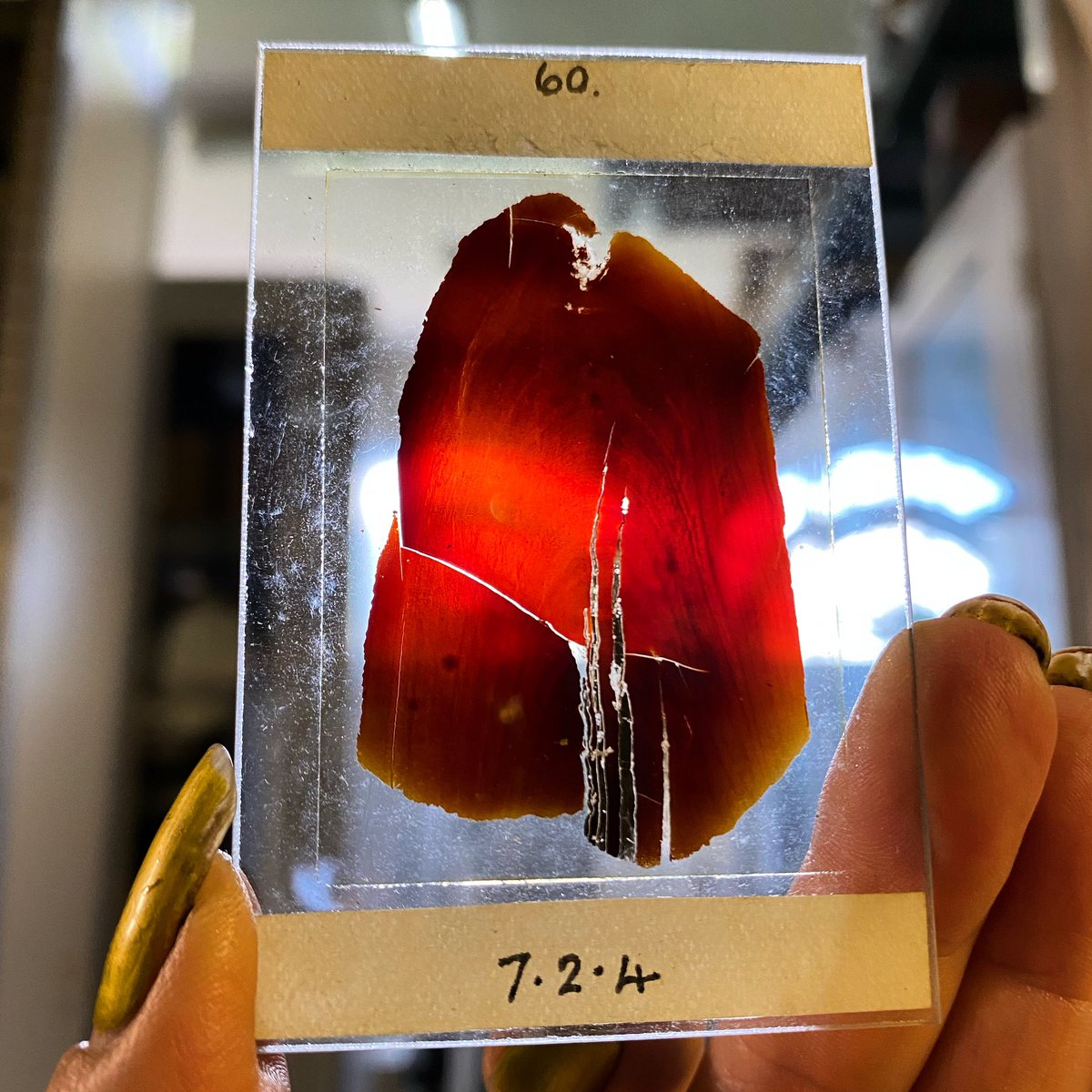 JetSarah's tweet image. It may be jet-black, but cut it thin enough and it’s blood red 🩸🩸🩸These 90 year old thin sections of Whitby jet in the museum stores are incredible! More so because they belonged to Prof Hemingway, the last person to embark on a Whitby jet PhD @whitbymuseum #whitbyjet