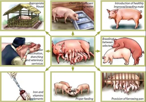 Intracinpharma's tweet photo. How to keep a #healthypig 🐷🐷 

How to create the most efficient pig housing for small scale or backyard #pigproduction

#pigcare #pighealth #pighousing  #swinecare #swinehealth #swinemedicines #swinenutritions #pigletmanagement #swinenutrition #swinediseases #pigfarms #Intracin https://t.co/lTgXPiFEMD