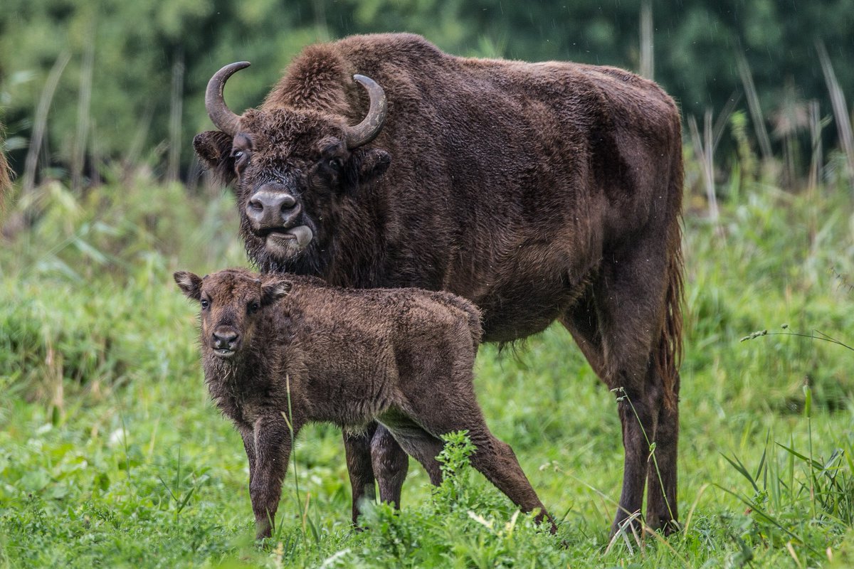 NatuurparkL's tweet photo. Zin in iets leuks dit weekend? Ga dan zondag mee op de saVAARi-tocht of maak een ronde langs de dieren in de excursiewagen. Onze gids vertelt u alles over de historie van het park en de dieren. Meer informatie op: https://t.co/YKnXXVPMVn https://t.co/ipEJUnL3mr