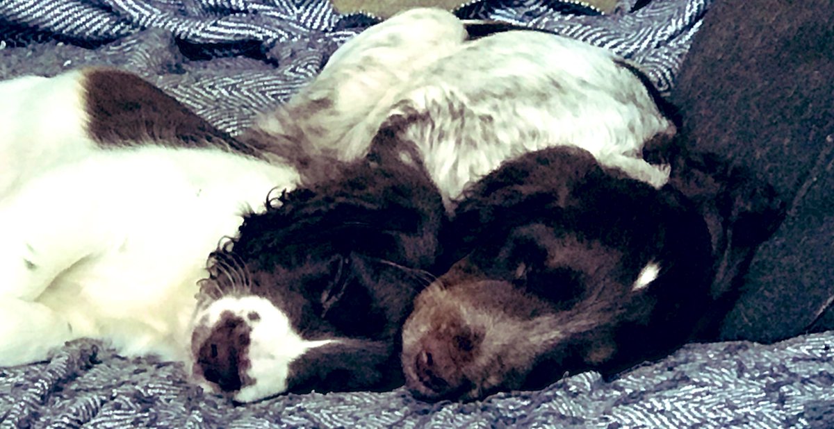 iain_w_anderson's tweet image. Your daily #joe #jarvis #joejarvis 🐾😊