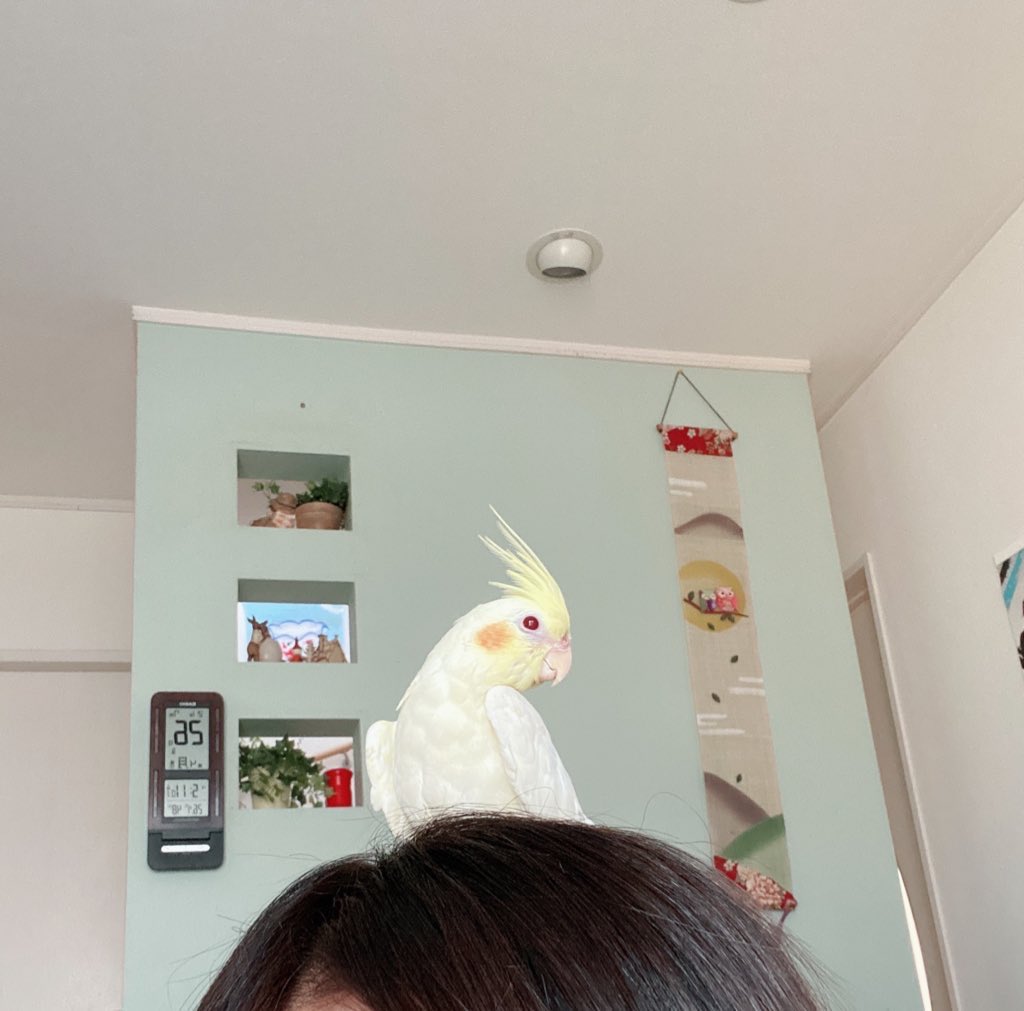 megutarosu69's tweet photo. #オカメインコ迷子 
#津市
#三重県津市
#拡散希望

三重県津市の自宅で放鳥中に
迷子になってしまいました。
オカメインコのルチノーで
手乗りもしますし
オカちゃんと自分の名前は話せます。

もし見かけた方、
保護していただけた方は
ご連絡お待ちしております。
拡散して頂けると有難いです。 https://t.co/QP9vrWoG6Q