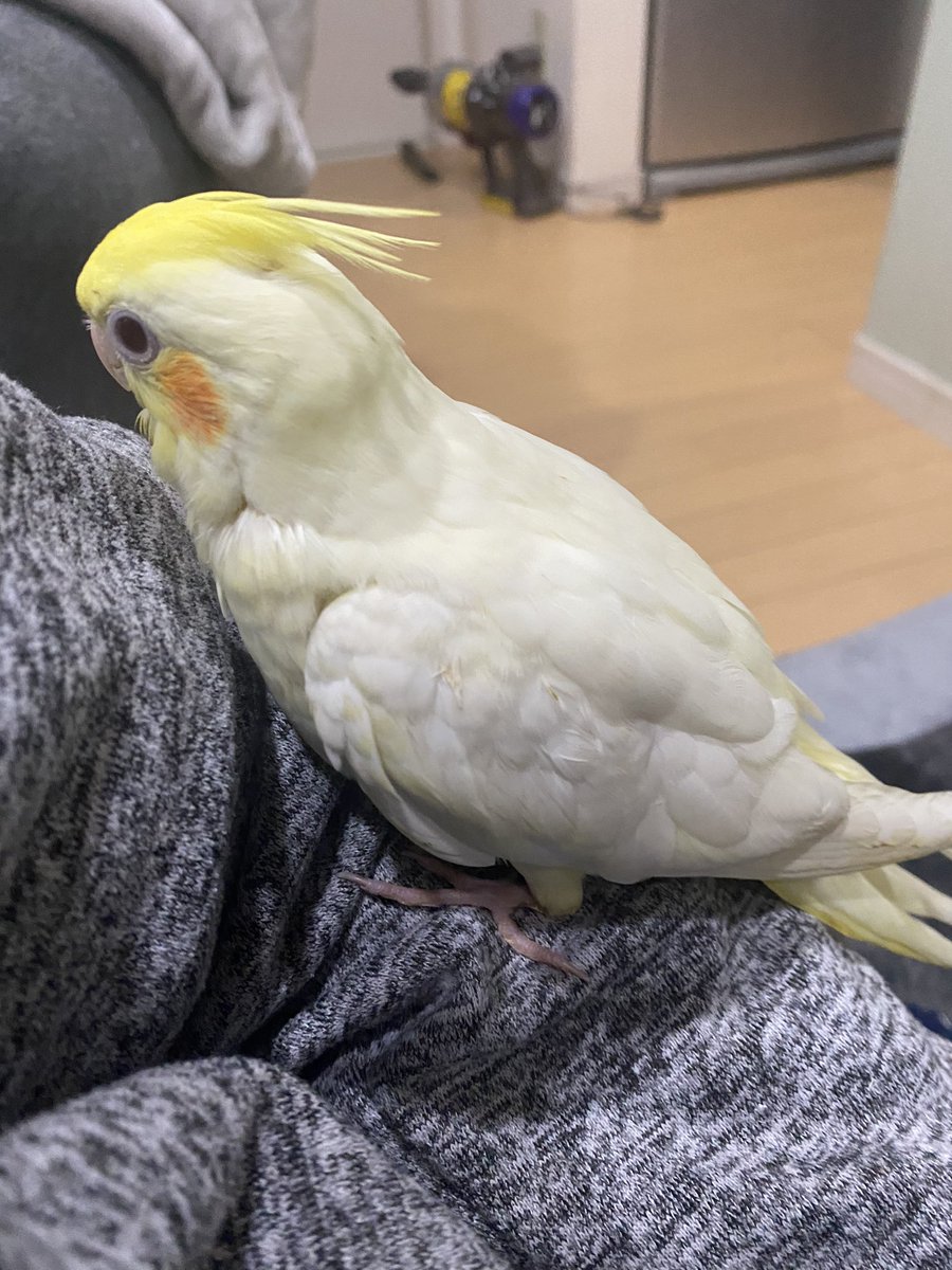 megutarosu69's tweet photo. #オカメインコ迷子 
#津市
#三重県津市
#拡散希望

三重県津市の自宅で放鳥中に
迷子になってしまいました。
オカメインコのルチノーで
手乗りもしますし
オカちゃんと自分の名前は話せます。

もし見かけた方、
保護していただけた方は
ご連絡お待ちしております。
拡散して頂けると有難いです。 https://t.co/QP9vrWoG6Q