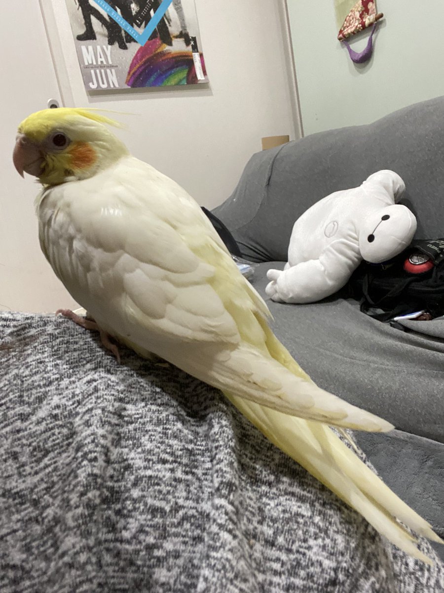 megutarosu69's tweet photo. #オカメインコ迷子 
#津市
#三重県津市
#拡散希望

三重県津市の自宅で放鳥中に
迷子になってしまいました。
オカメインコのルチノーで
手乗りもしますし
オカちゃんと自分の名前は話せます。

もし見かけた方、
保護していただけた方は
ご連絡お待ちしております。
拡散して頂けると有難いです。 https://t.co/QP9vrWoG6Q