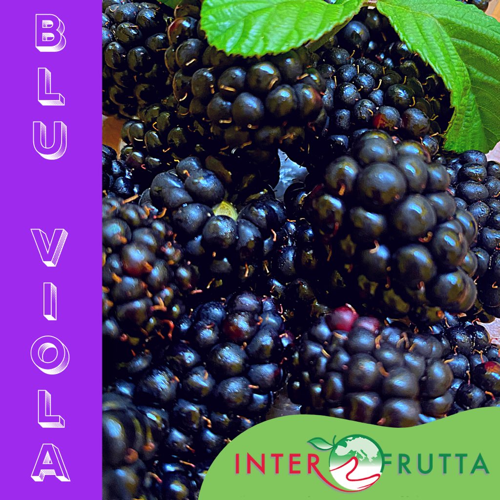 interfruttasrl's tweet photo. Le #more, si raccolgono in tarda estate: oltre ad essere buone...hanno proprietà astringenti ed antinfiammatorie 🫐.
🍃
Sulla vostra tavola, scegliete  l’accurata selezione della nostra filiera #PatenteVerde.
🌿
#Interfrutta #EatHealthy https://t.co/gcfbcpPy7y
