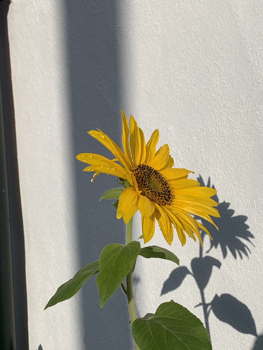 @Strongwesterlies (@derreen2) on Twitter photo Good morning from <a href="/derreen2/">@Strongwesterlies</a> a beautiful morning here after some very welcome rain yesterday. <a href="/helenriddell/">Helen Riddell</a> <a href="/WestCorkTrail/">West Cork Garden Trail</a> Good morning from <a href="/derreen2/">@Strongwesterlies</a> a beautiful morning here after some very welcome rain yesterday. <a href="/helenriddell/">Helen Riddell</a> <a href="/WestCorkTrail/">West Cork Garden Trail</a>