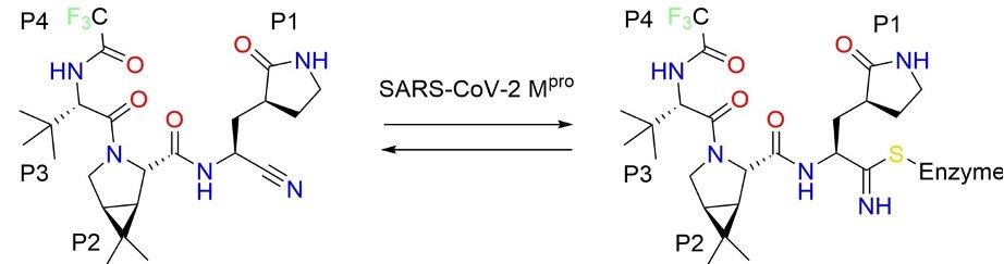 Using #compchem to fight #COVID19 

Mechanism of the oral <a href="/pfizer/">Pfizer Inc.</a> SARS-CoV-2 Antiviral PF-007321332  unveiled by molecular simulations

Check out our @chemrxiv preprint:
doi.org/10.33774/chemr… 

with <a href="/CarlosRTNT/">Carlos Ramos</a> and <a href="/JavierR55880955/">Javier Ruiz</a>

Thanks to <a href="/BSC_CNS/">BSC-CNS</a> <a href="/SI_UVEG/">Servei d'Informàtica - UNIVERSITAT DE VALÈNCIA</a> and @GVAinnova