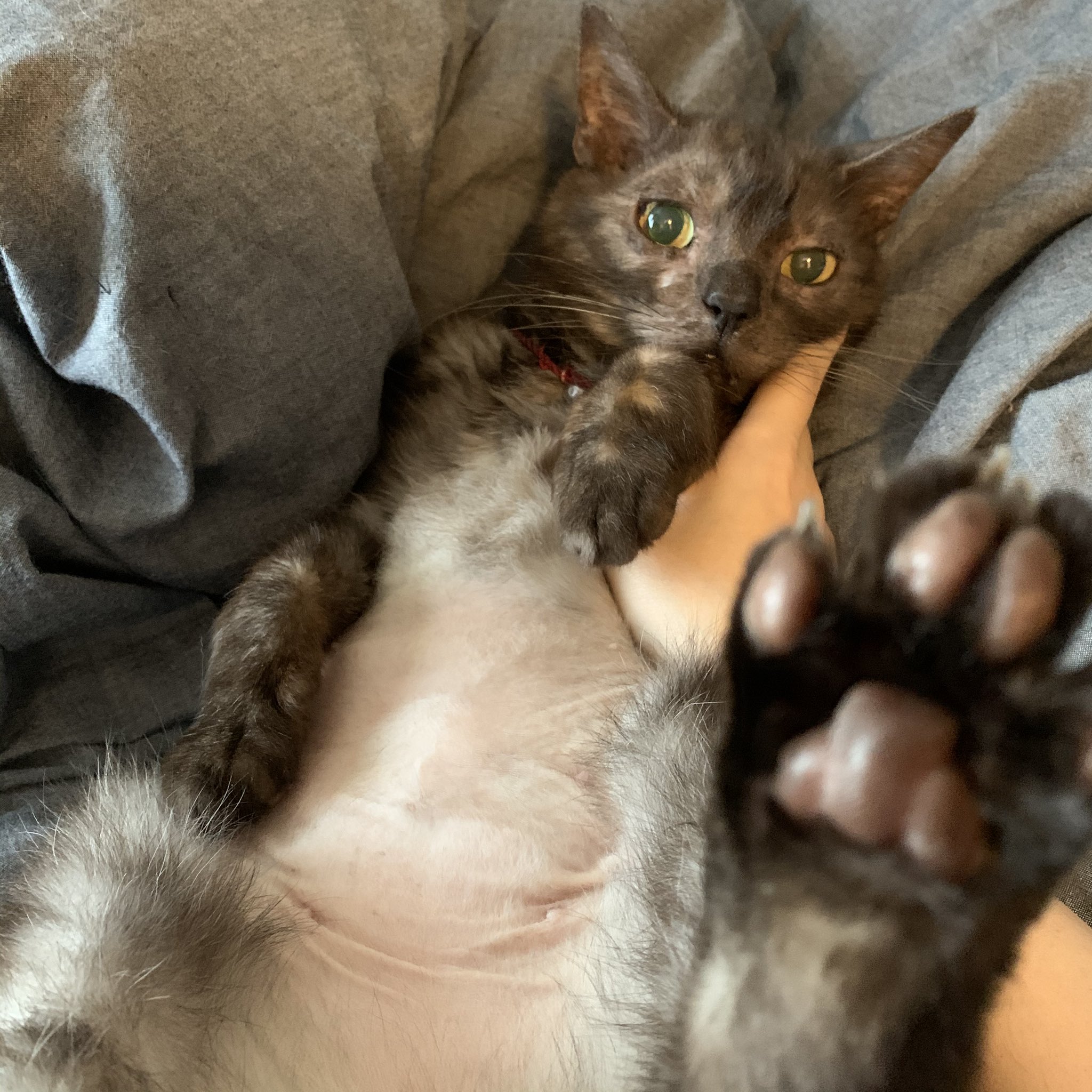 تويتر Sinba على تويتر やばい 世界一かわいい猫の可能性ある T Co 5dv2q4w8bf