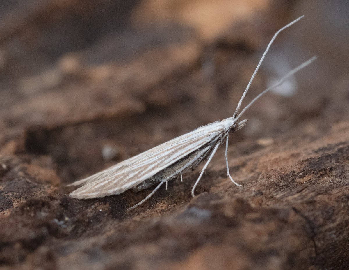 Coleophora conyzae (Spikenard Case-bearer) the best of the last few days trapping. Other interest Eucosma conterminana, 2 inland Coleophora limoniella again, Minor Shoulder-knot and Dark Spinach <a href="/norfolkmoths/">Norfolk Moths (Jim Wheeler CMR)</a>