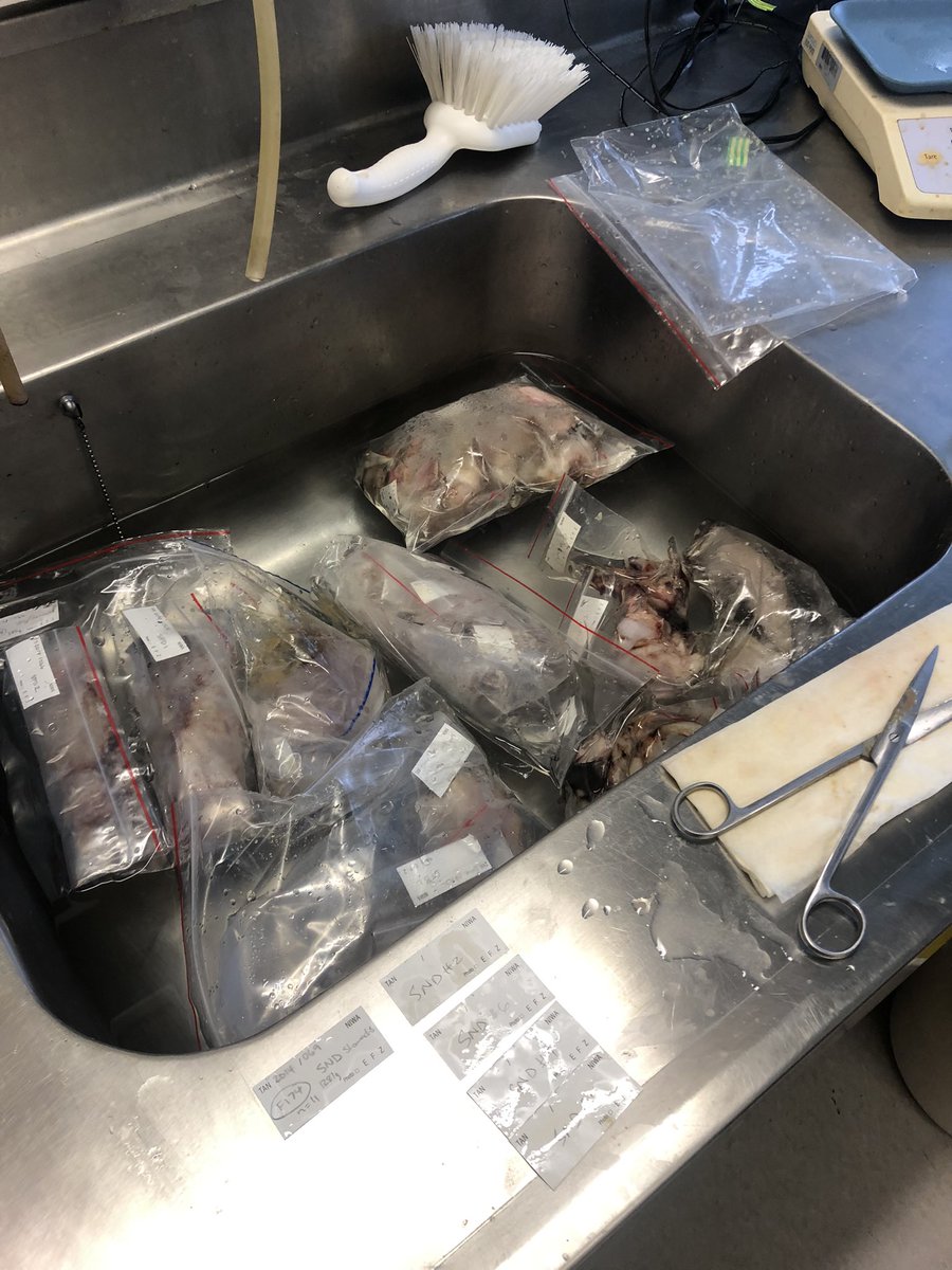 VGCarrington's tweet photo. Snapshot of today’s lab work down at   @niwa_nz looking at gut contents of some #deepsea #sharks! Our focus for this is looking at which species eat hoki so we can better understand links between sharks and #fisheries! https://t.co/bVeFnCzlRA