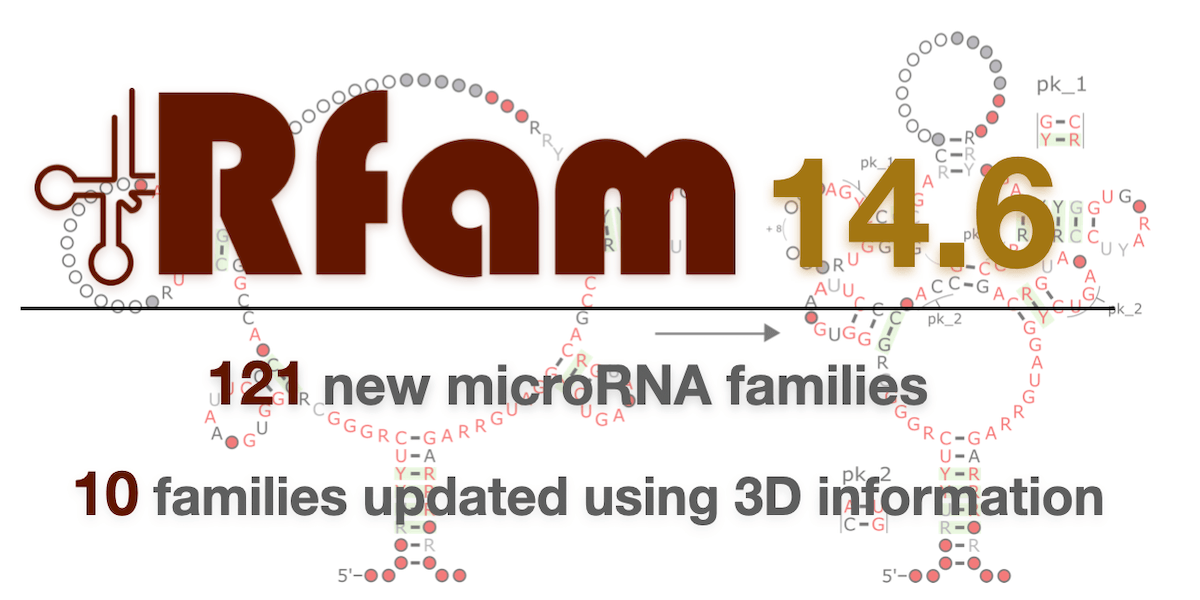 Rfam 14.6 includes 121 new microRNA families from <a href="/mirbase/">miRBase</a>, a new human ribozyme submitted by <a href="/qifei9/">Fei Qi</a>, 8 Bacteroides RNAs from <a href="/LBarquist/">Lars Barquist</a>, and 10 families improved using 3D information. Read on for details: xfam.wordpress.com/2021/07/27/rfa…