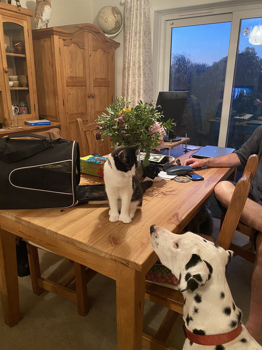 nmxddy's tweet photo. It was love at first sight #VIPMyKittensfirst @PetsatHome https://t.co/JnBGT86Rph