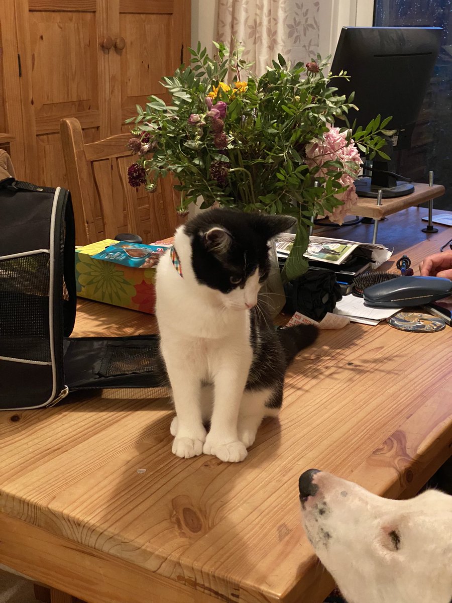 nmxddy's tweet photo. It was love at first sight #VIPMyKittensfirst @PetsatHome https://t.co/JnBGT86Rph