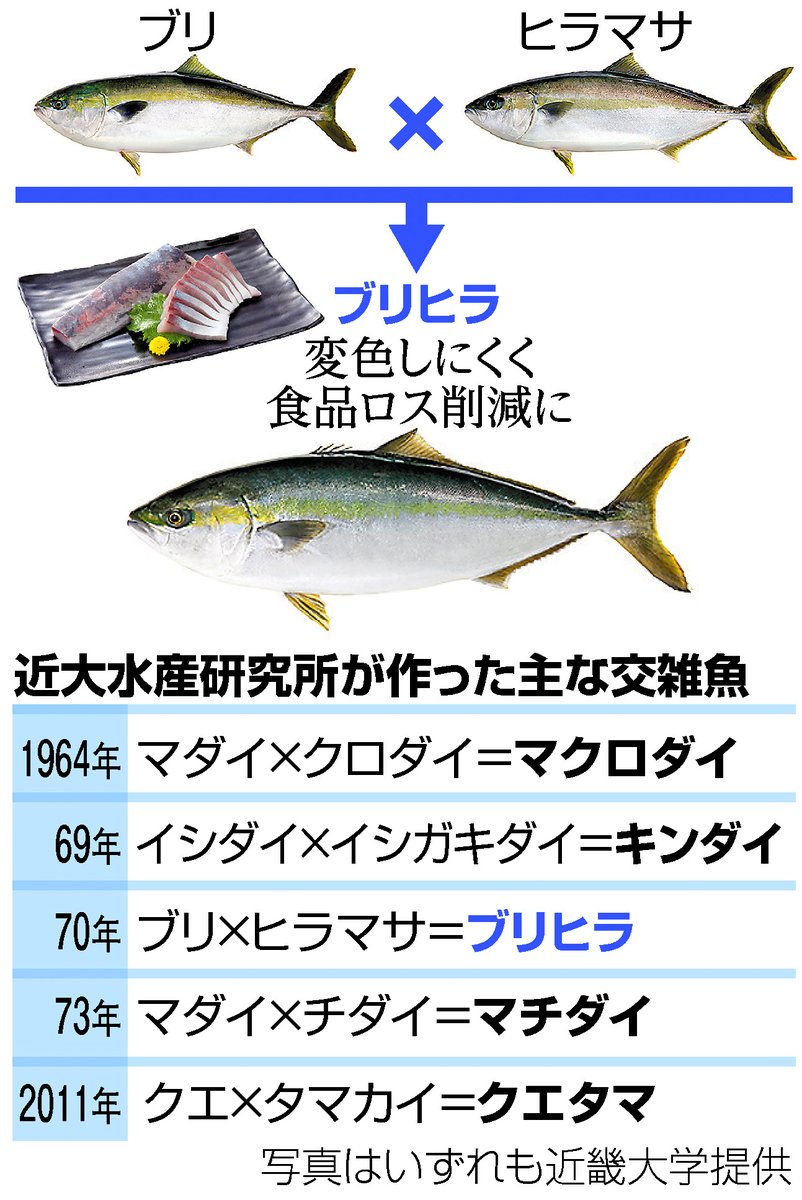 ブリヒラ Twitter Search