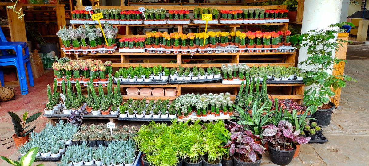 VibeWithJaanu's tweet photo. The Pot Shop Tour - Part 2/ Best Collection of Pots &amp; Plants / With Reasonable  Price in Chennai

#thepotshop #thepotshopbystephen #thepotshopecr #potcollections #potsandplants #gardening #dekstopgarden #plantlove #corporategifts #plantgifts #plantlove 
https://t.co/1EloWx3ocq https://t.co/cTuinEaJBC