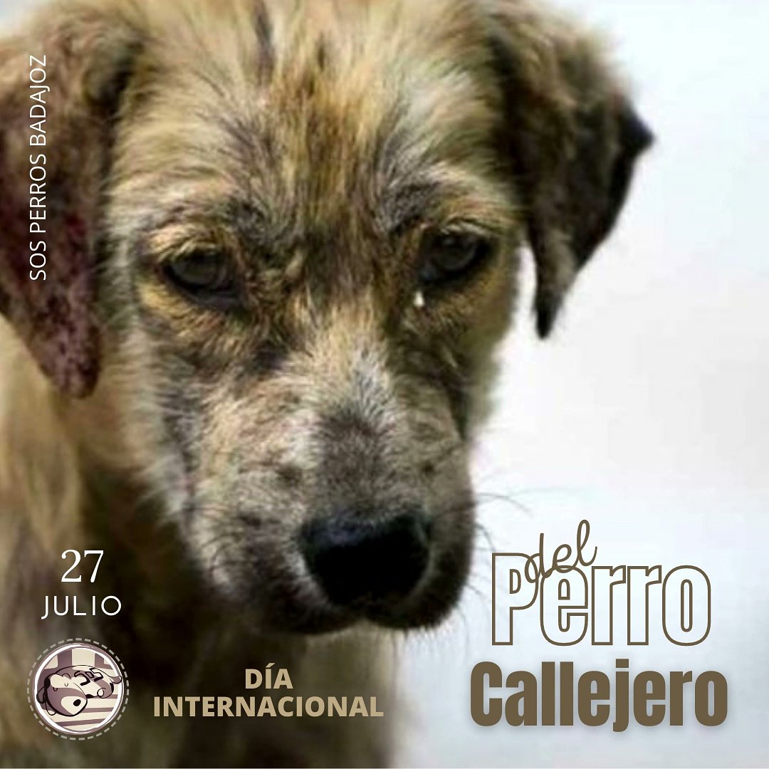 🥀🐕#DiaInternacionalDelPerroCallejero
El perro callejero,
el perro abandonado,
el perro olvidado. 
El perro que NO es de la calle
sino que ESTÁ en la calle. 
El perro que puede cambiar su vida
si alguien quisiera cambiársela.
El perro callejero
que [...] instagram.com/p/CR0qURvFq6m/…
