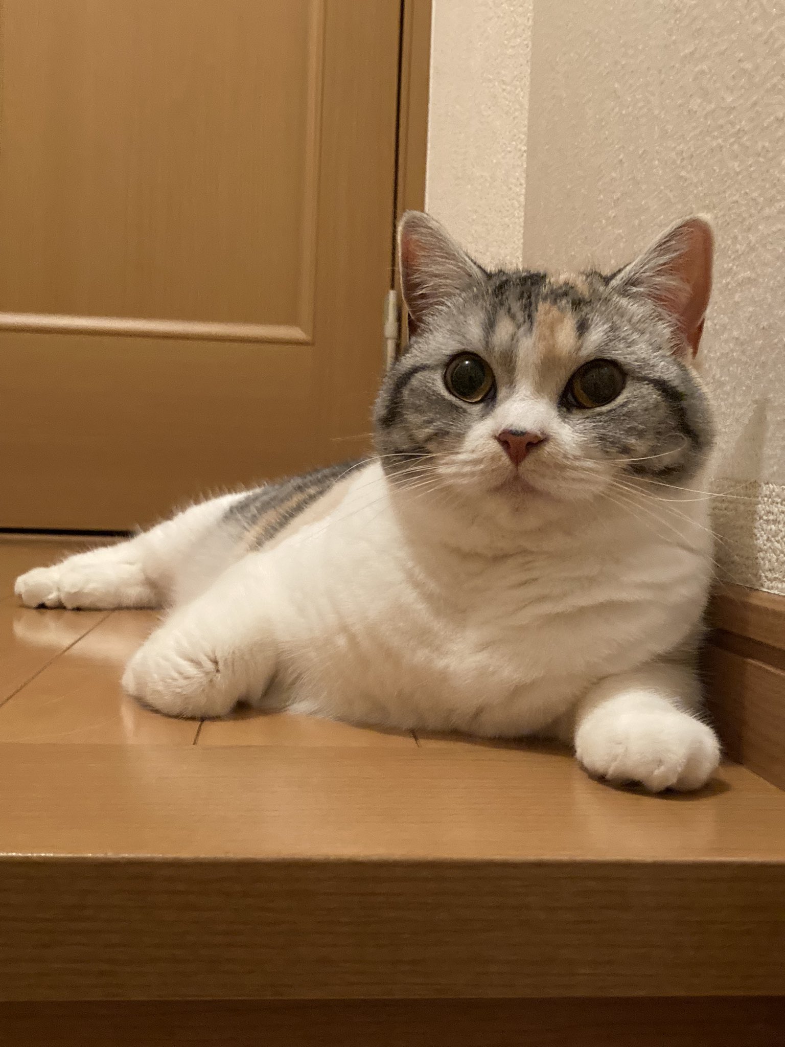 笑える泣ける動物スクープ100連発 Twitter Search Twitter
