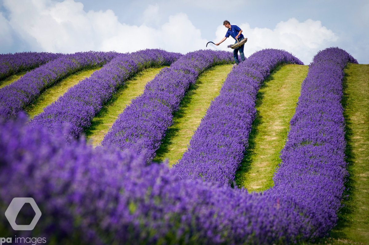 belperbarlow's tweet photo. Lavender farmer Rory Irwin, from Scottish Lavender Oils inspects by the rows of folgate lavender ahead of this year's harvest at Tarhill Farm in Kinross :: 🏴󠁧󠁢󠁳󠁣󠁴󠁿 @ScotLavOils #lavender #kinross #scotland #paimages https://t.co/ssGKQyRLz5