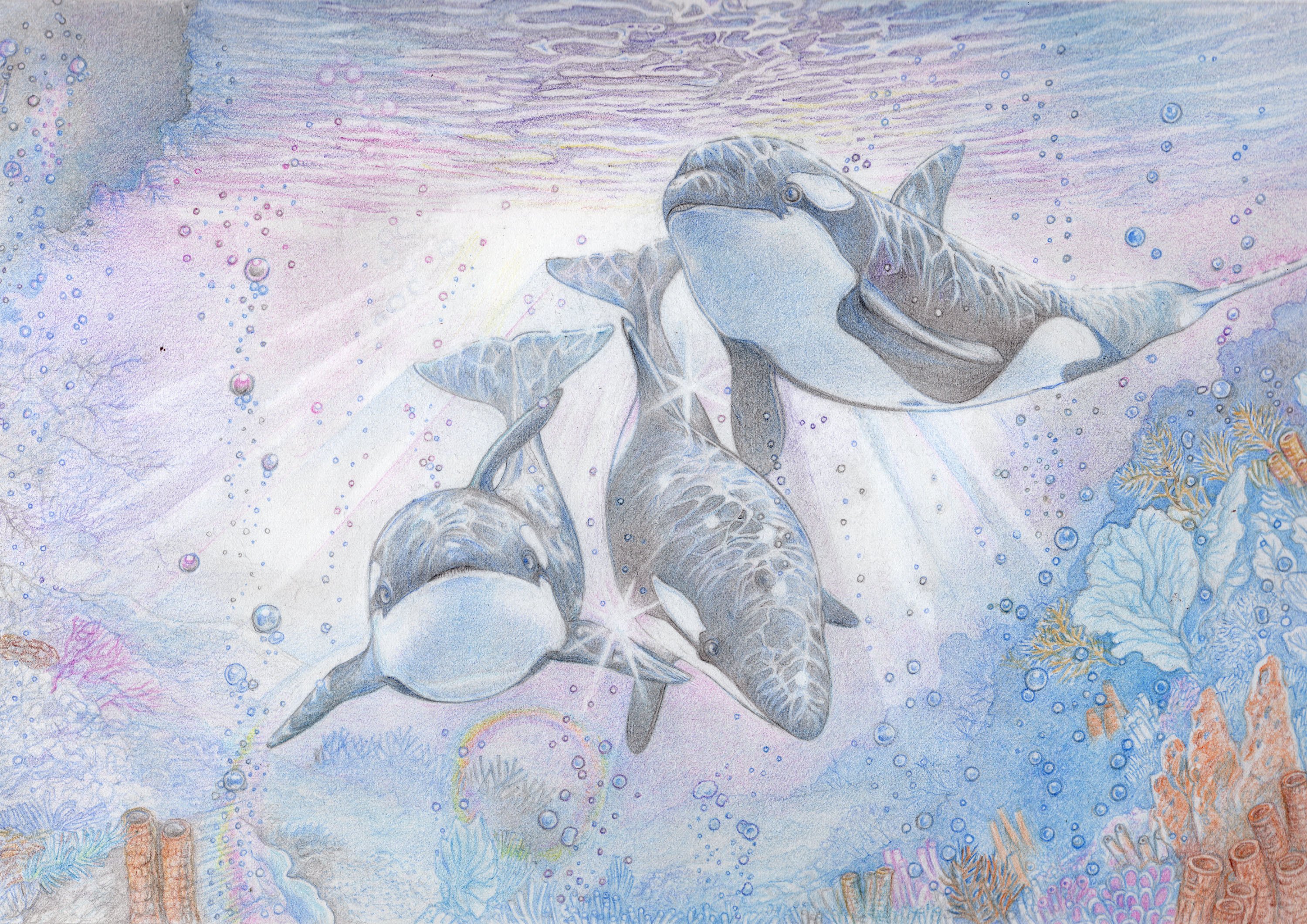 そら あんず 水彩色鉛筆 イラスト シャチたん 以外の生き物初トライです 水族館に実在する子たちがモデルなのですが 海に放してみました 光の反射と差し具合 水面や水中の表現 想像だけでは良くわからないため かの有名な画家さんの絵参考に