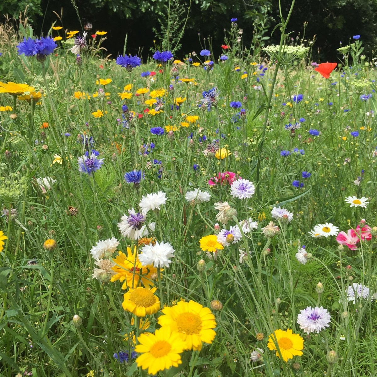 HeritageFundUK's tweet photo. #LoveParks β βIt was really all about the fact that the park could be a much better resource for people locally, I live on a local estate & itβs very crowded,β Tori. Growing food & plants is an important part of activity at Myattβs Park in Lambeth π https://t.co/uTDT6Pyjed https://t.co/7ZpAKLoxvV