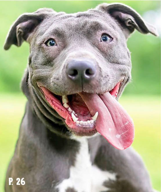 Cet été, on rêve d’avoir des oreilles d’éléphant pour pouvoir s’éventer ! Mais il est bien plus rusé de faire comme le renard et d’aller chercher la fraîcheur dans un sous-bois !

wakou-magazine.com