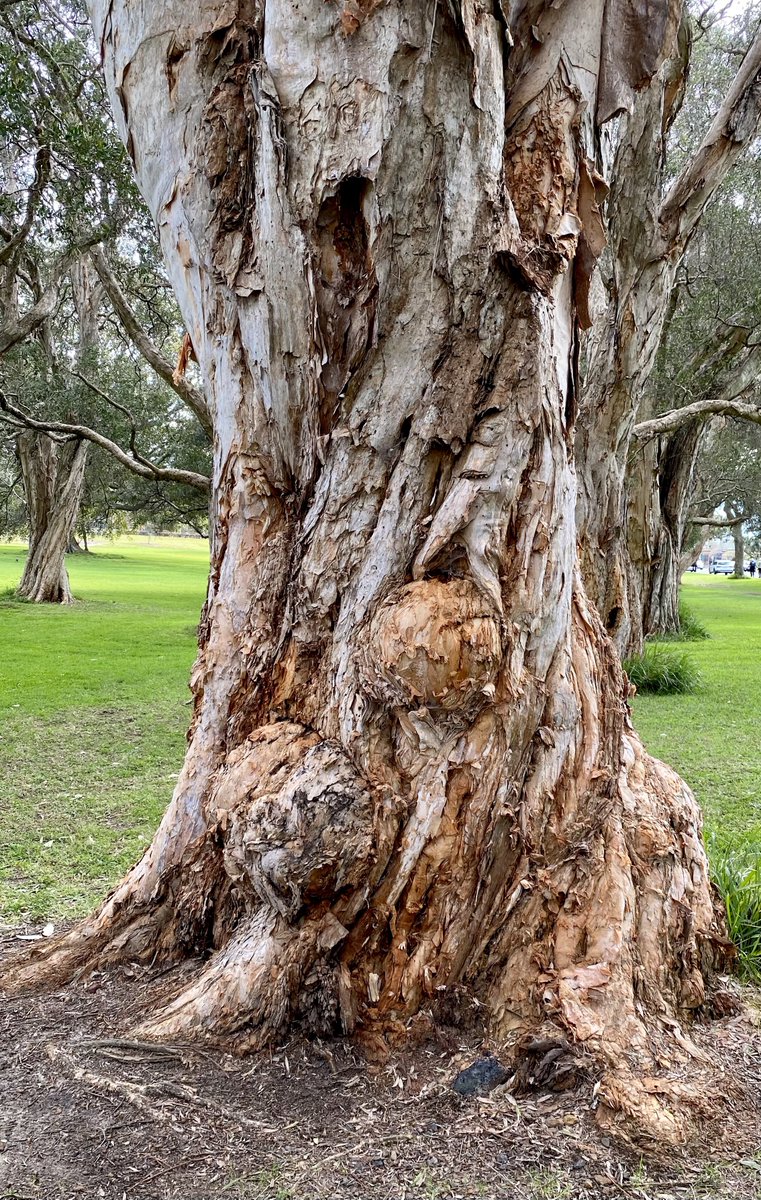 KathrynSelmes's tweet image. Melaleuca quinquenervia: A love story 

#thicktrunktuesday #paperbark #trees