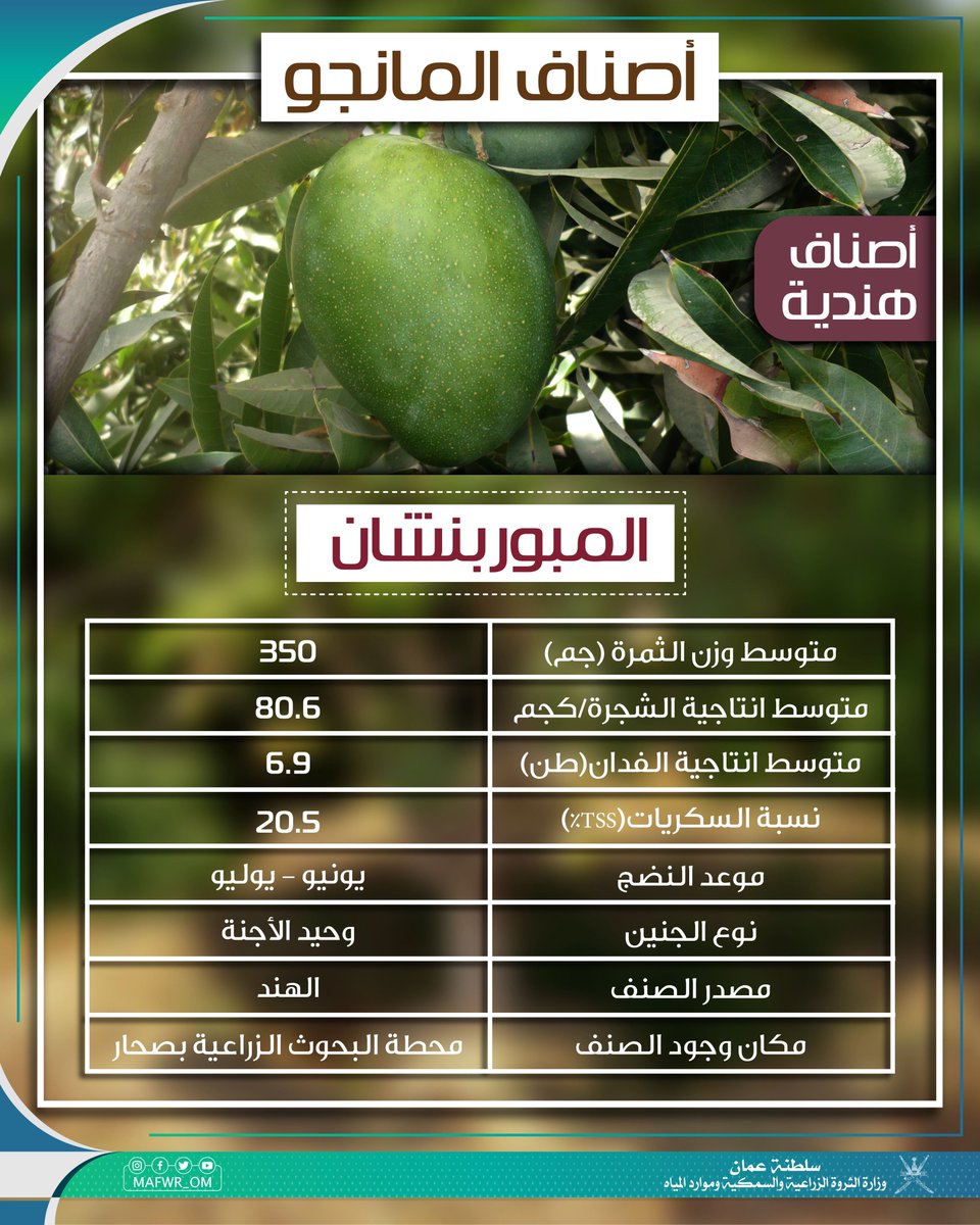 💡 تعرف على ||
أشهر #أصناف_المانجو الهندي الموجودة بالسلطنة:  
🥭 لانجرا
🥭 مليكا
🥭 برماسي
🥭 زعفران
وتق...