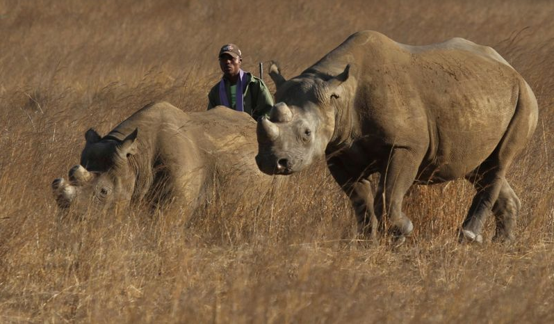 Namibia's anti-poaching record continues to improve: to date, only 9 rhinos &amp; 4 elephants have been killed this year, major declines on previous years bit.ly/2VbEoqH Great support from the Ministry, local NGOs &amp; communities &amp; international funders
