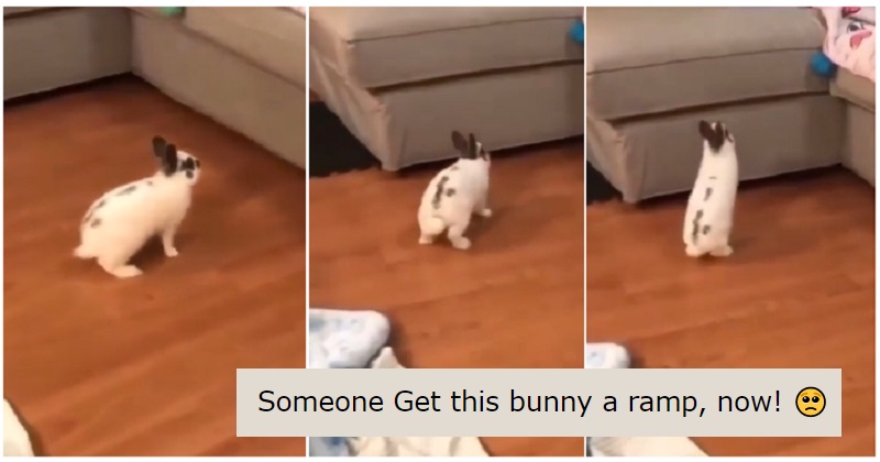 ThePoke's tweet photo. Cute Fail of the Day award goes to this bunny’s jump attempt. 
https://t.co/yVE6RdWyOK https://t.co/FbclObADld