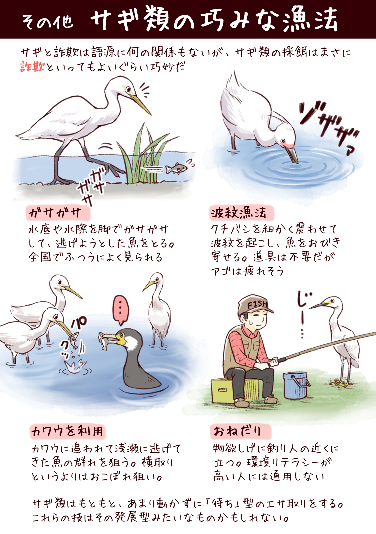 一日一種 わいるどらいふっ 第190種 サギ類のフィッシング詐欺 T Co Fpojq9j5nt Twitter