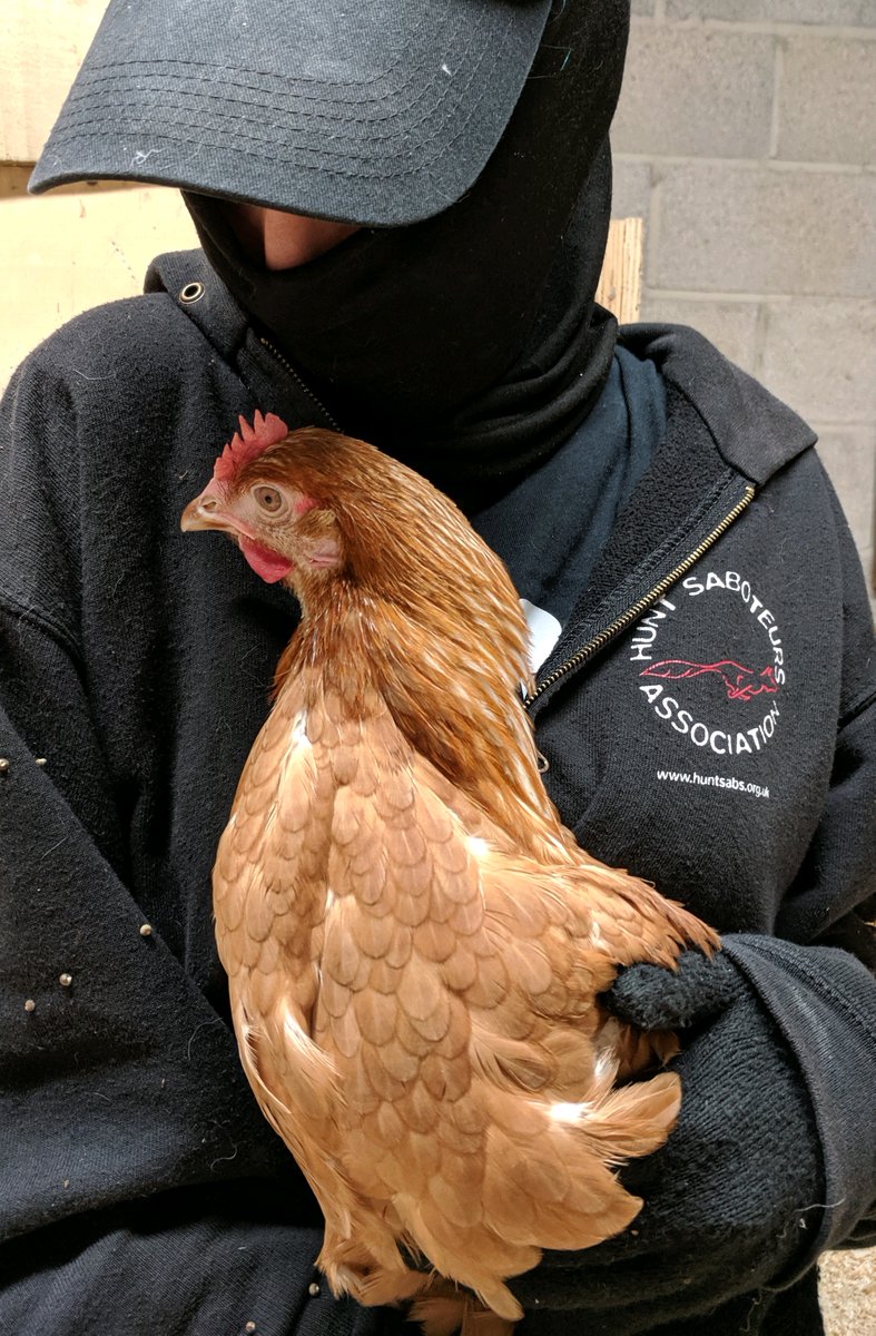 unoffensiveanimal tweet media