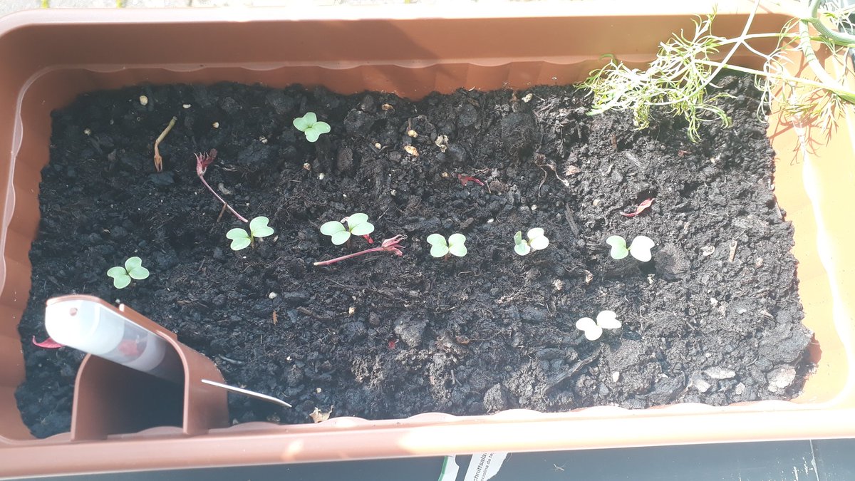 squirrelsbeevil's tweet photo. Baby leafs with a side of upstairs neighbor's dead flowers https://t.co/TBOFm19Mjf