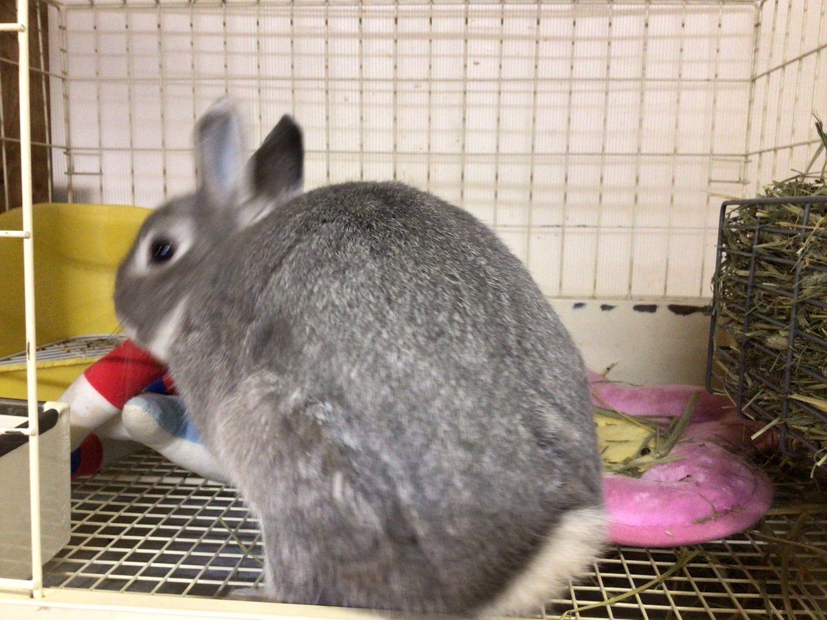 うさぎのmimi ツイッター版 Usaginomimi Uji Twitter