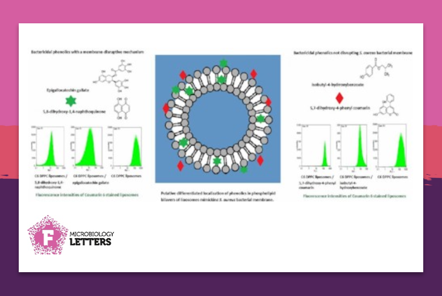 FEMSmicro's tweet photo. In this study by Bouarab et al. investigated the membrane-damaging activities of four
phenolics against #S.aureus or liposomes as #ModelMembrane by flow cytofluorometric analysis
#BactericidalActivity
#FEMSMicrobiolLett
๐Full paper: https://t.co/2nHY68aFf1 https://t.co/EJJejAPz53