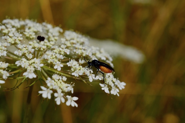 Garden_Notes's tweet image. Neuentdeckungen und Wiedersehensfreude im Wilden Garten: wildgardening.de  #Insekten #Igel