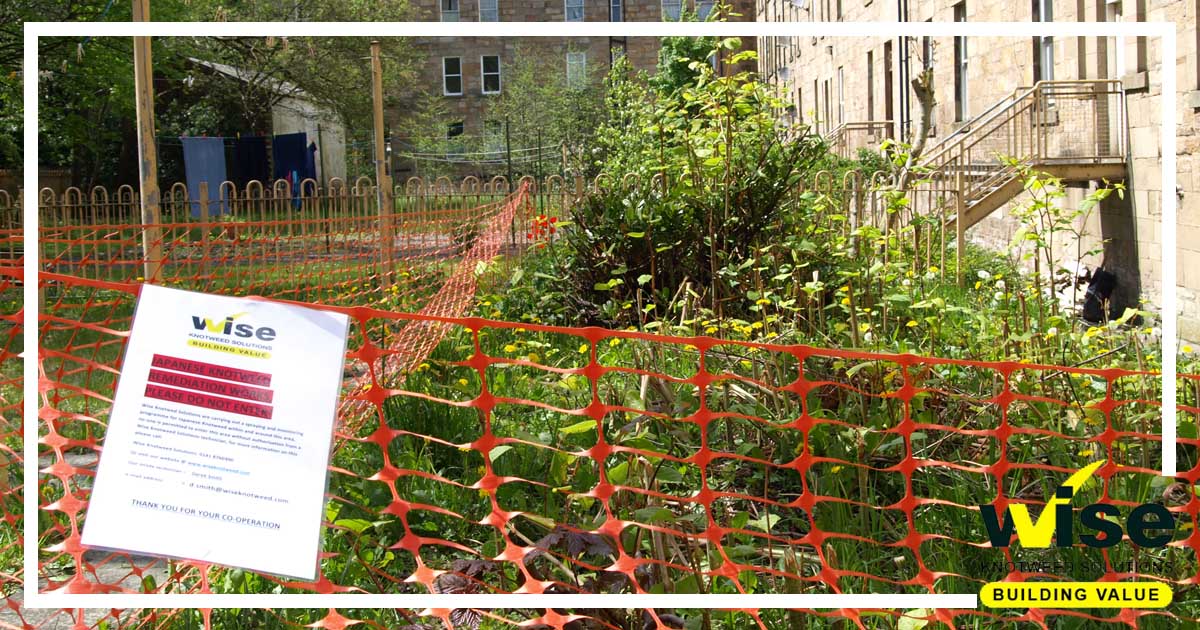 If you are worried about #JapaneseKnotweed or any other invasive weeds on your property, then arranging a survey with Wise Knotweed Solutions means you can feel safe knowing you are dealing with Scotland's leading invasive weeds experts. #Knotweed