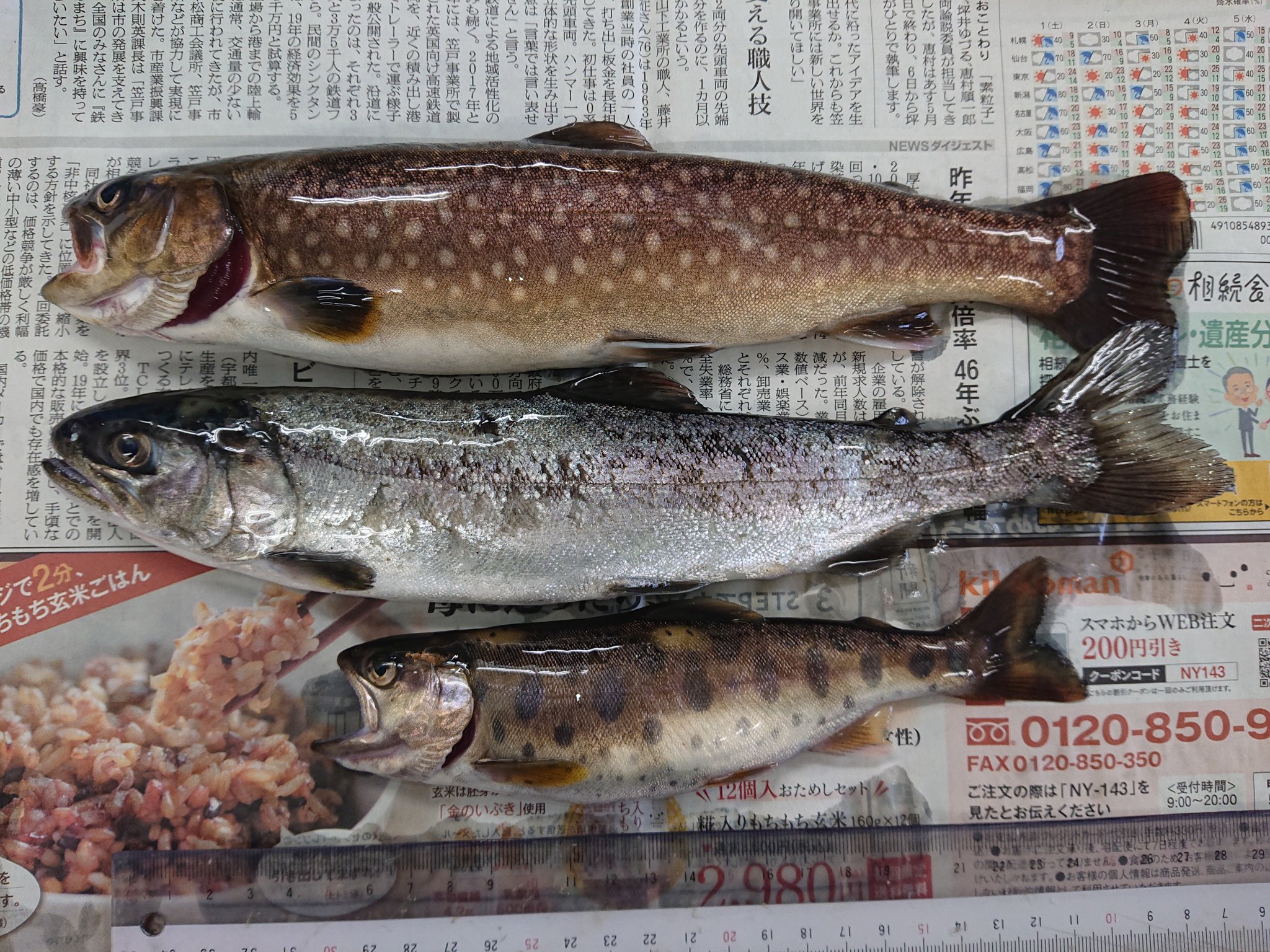 佐々木瑞希 旭川医大寄生虫 アメマス ニジマス ヤマメ それからオショロコマとハナカジカが採れました T Co V08akcbstd Twitter