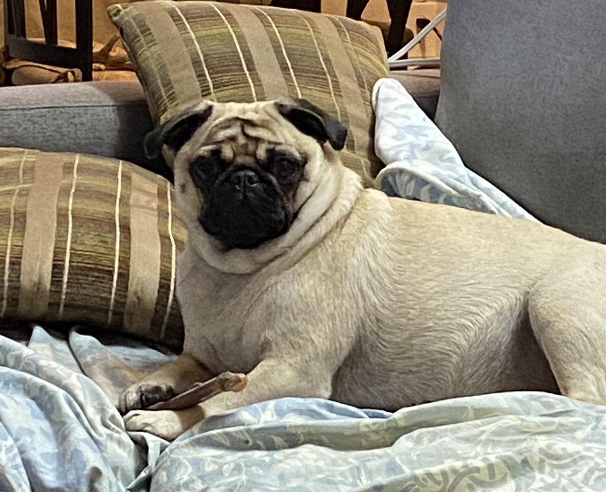 iamgrce23's tweet image. My cute adorable furry friend. #PVCastingCall2021 @petvalu