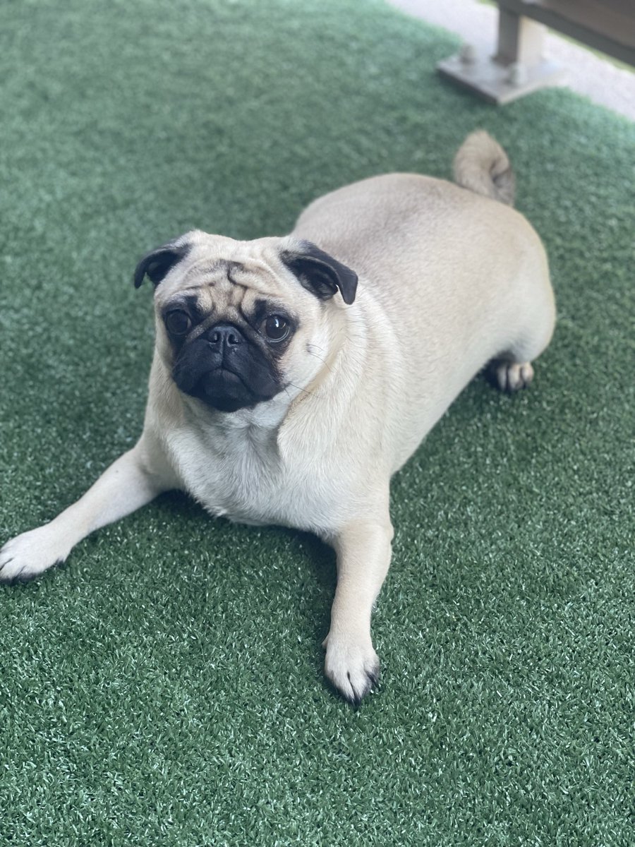 iamgrce23's tweet image. My cute adorable furry friend. #PVCastingCall2021 @petvalu