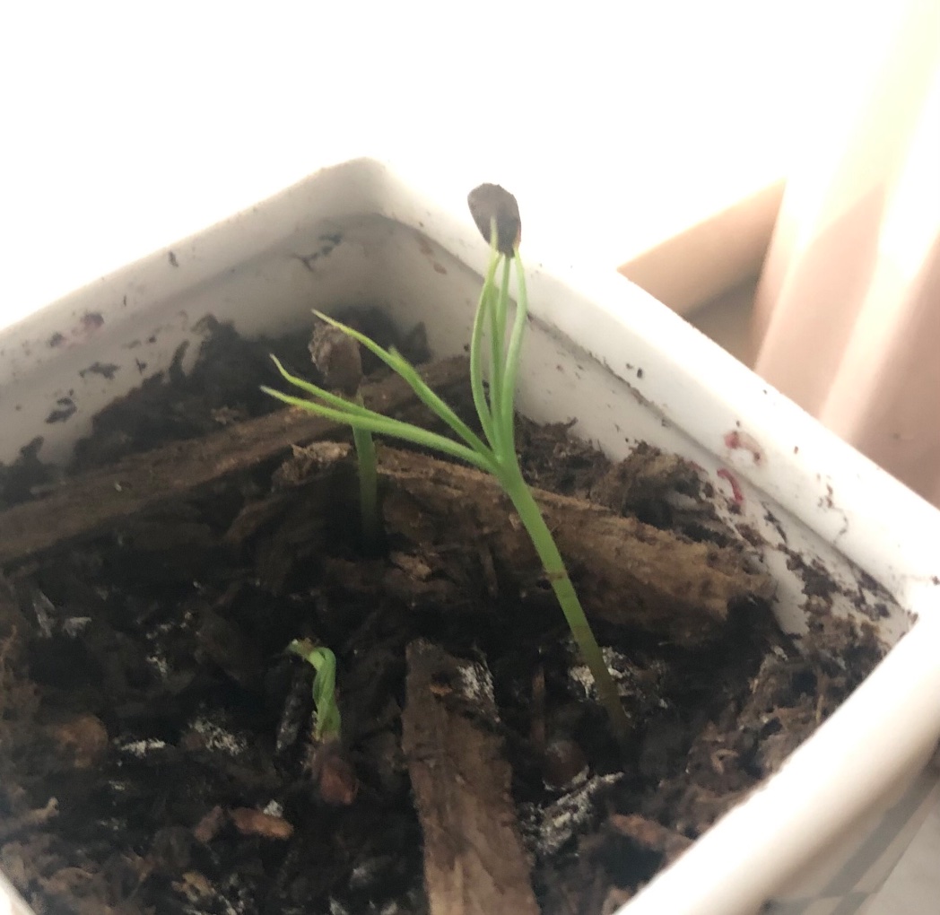 ms_queno's tweet photo. During lockdown 4 I shook some seeds from a pinecone I’d collected in lockdown 2. I planted them in some soil and left them in a sunny spot. 

By #MelbourneLockdown5 tiny pines had appeared. Life, cycles, awe and wonder 🌲 https://t.co/oa0XYJJ17J