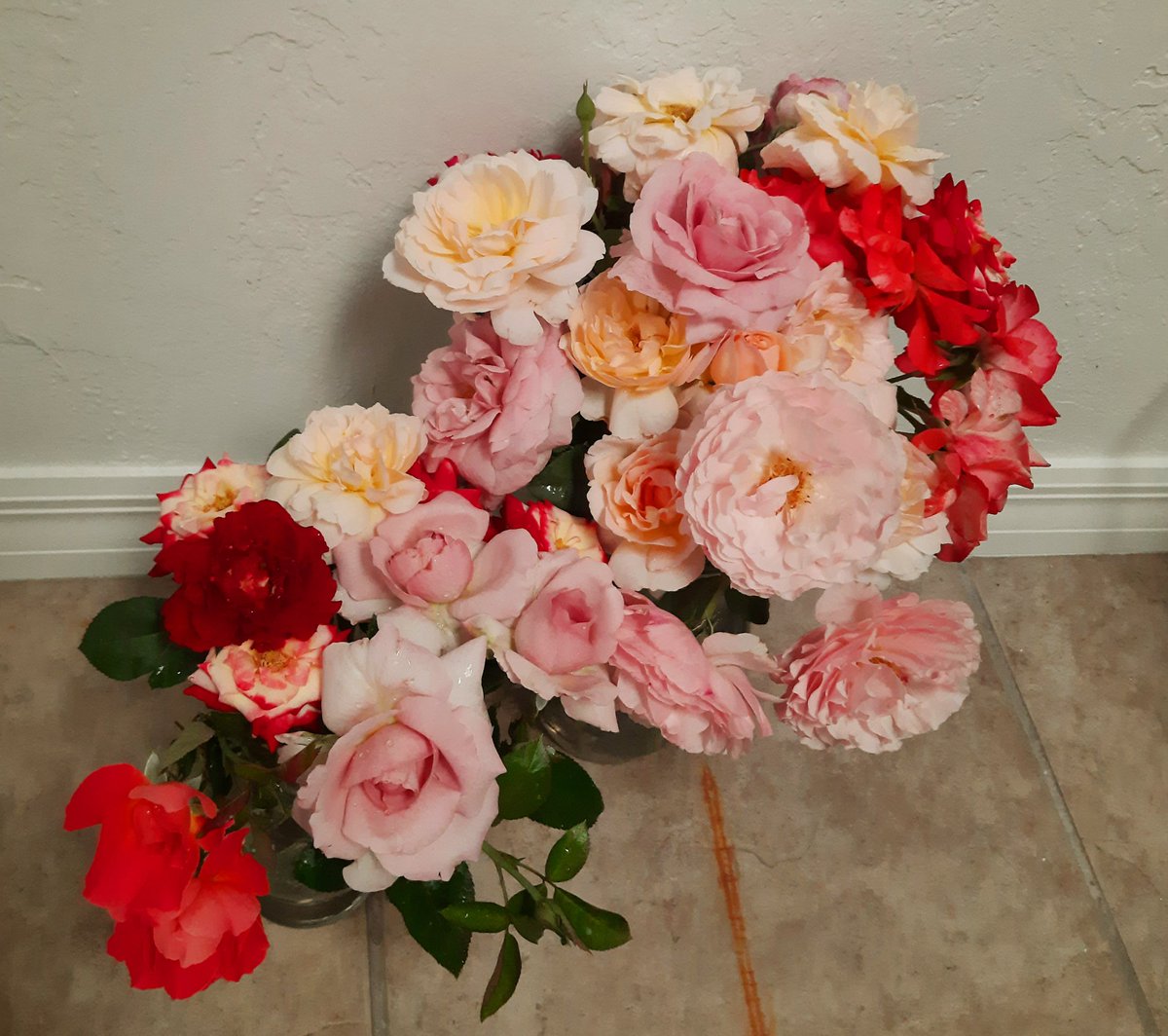 PlantsRtn's tweet photo. The upside of testing new roses... the bodacious bouquets 💐😍♥
@bjryan3 @barb_feather @CertifiedRoses @PlantAStar @sgaskinshd @RubenRo48457043 @BrettTHD @garydemarinis https://t.co/4mk9KLjZUJ