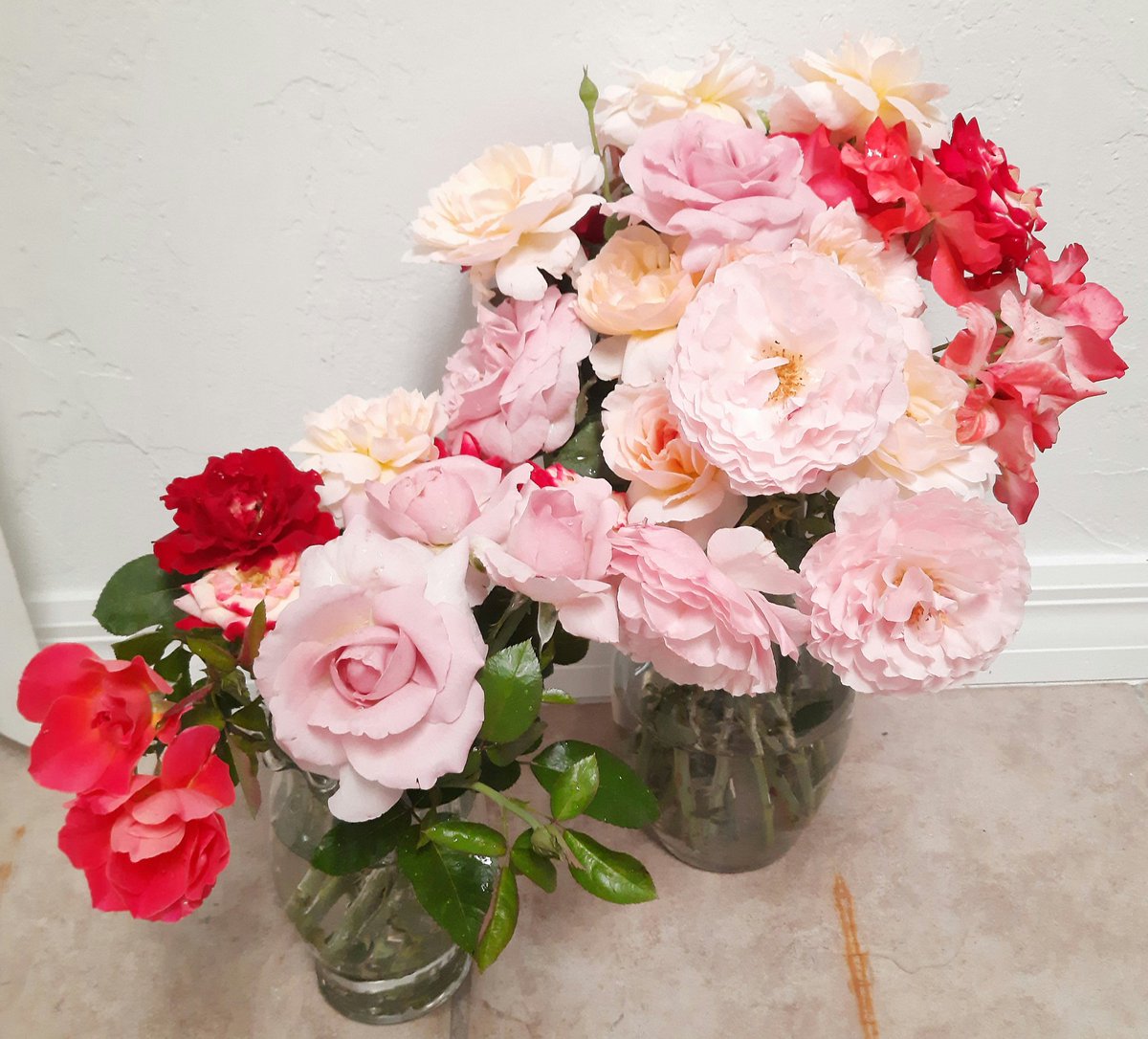 PlantsRtn's tweet photo. The upside of testing new roses... the bodacious bouquets 💐😍♥
@bjryan3 @barb_feather @CertifiedRoses @PlantAStar @sgaskinshd @RubenRo48457043 @BrettTHD @garydemarinis https://t.co/4mk9KLjZUJ
