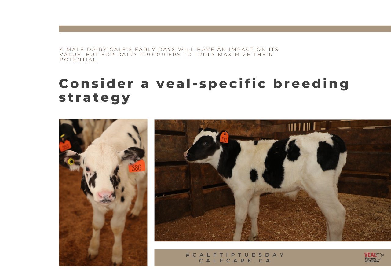 Calf Care Corner on Twitter: Calf Care Corner on Twitter: