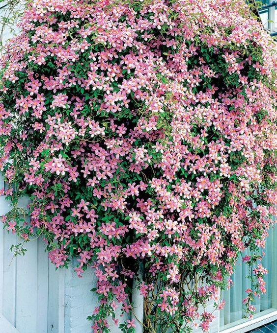 Клематис ампельный. Цветок вигна каракалла. Жимолость брауна dropmore scarlet. Плющ глициния. Декоративно плетущие.