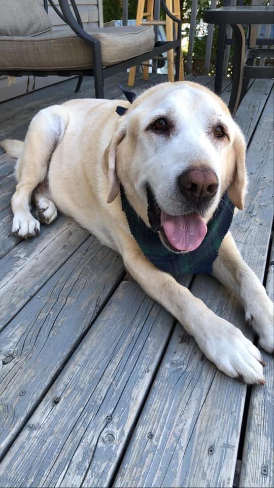 cdtellier's tweet photo. Thanks to a call to the hub, he came right out and lifted Ace into the truck so we could head home. Poor old guy…I hate this part of owning a dog. But just look at that face!! ❤️#LemonDog #seniorprobs #shorterwalksnow https://t.co/odpYDt5r8v